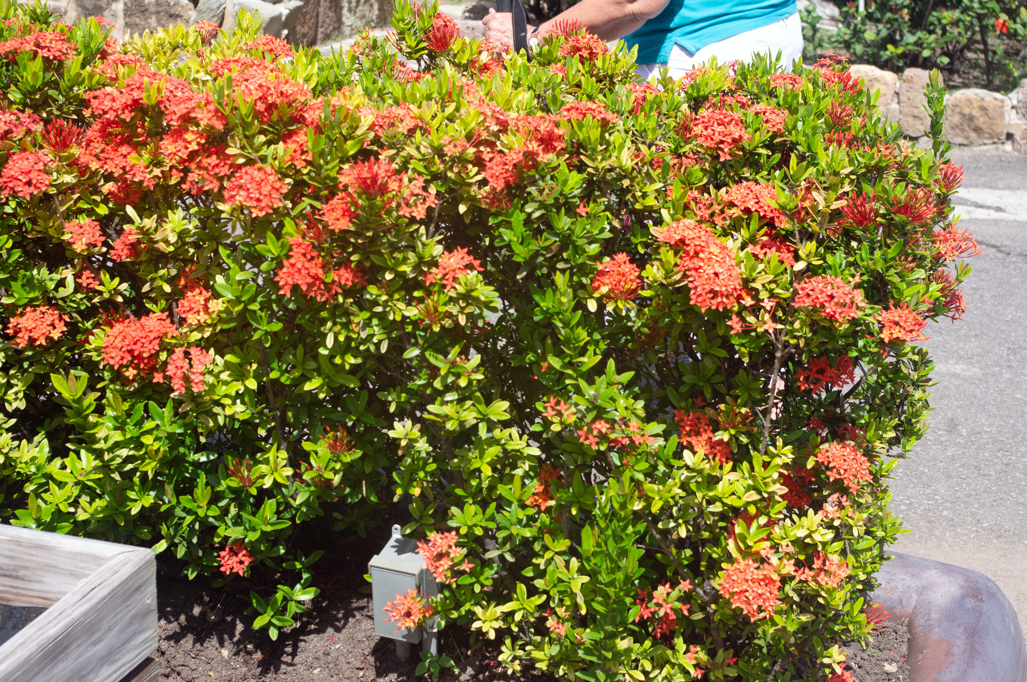 Flower Bush Antigua 1st November 2023